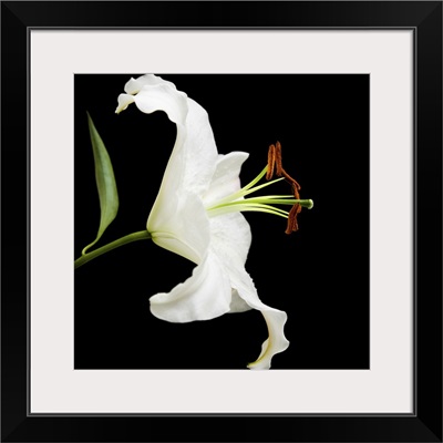 White Lily Flower Isolated On Black