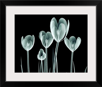 X-Ray Image Of A Flower Isolated On Black, The Crocus