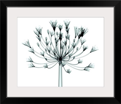 X-Ray Image Of A Flower Isolated On White, The Bell Agapanthus