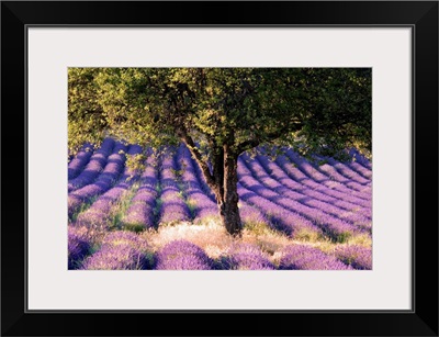 > France, Provence-Alpes-Cote d'Azur, Lavender field