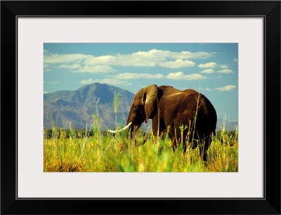 Africa, Zambia, Elephant along Zambesi river