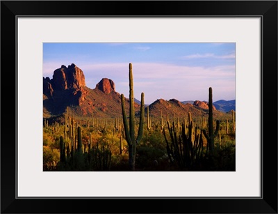 Arizona, Sonoran Desert, Organ Pipe Cactus National Park
