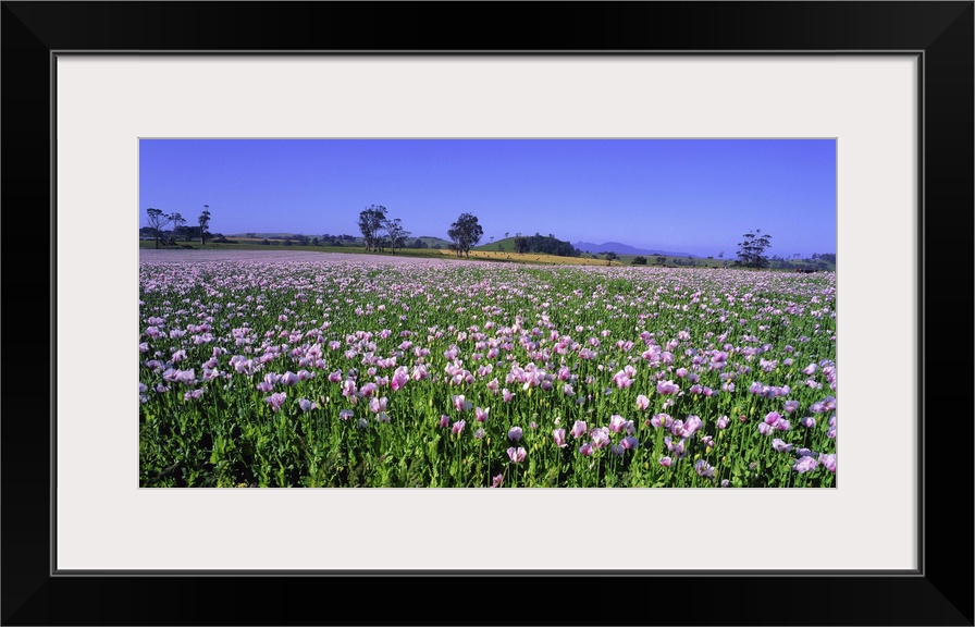 Australia, Tasmania, Poppies field