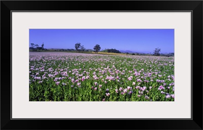 Australia, Tasmania, Poppies field