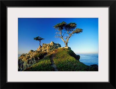 California, Carmel, view of the Lone Cypress