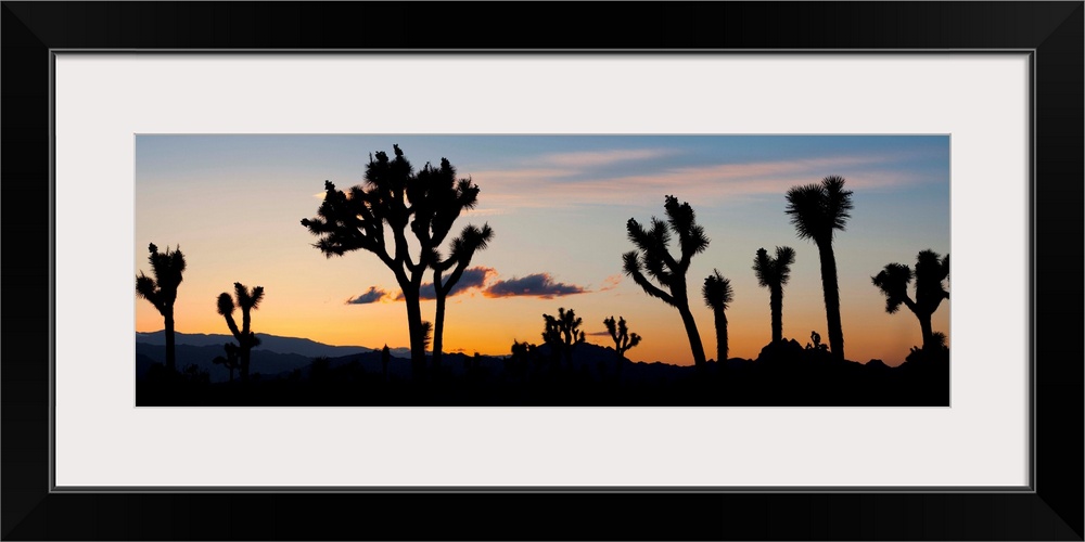 USA, California, Joshua Tree National Park.