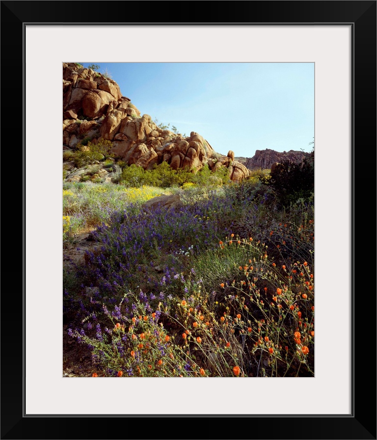 United States, USA, California, Joshua Tree National Park, Mohave Desert, Desert wildflowers