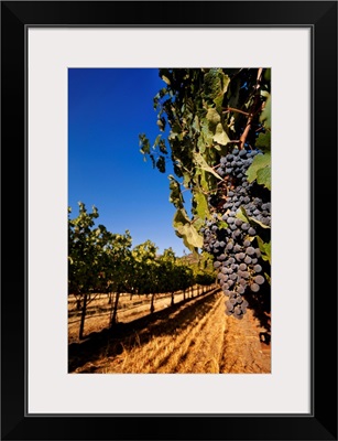 California, Napa Valley, Grapes at Chimney Rock Winery in Yountville