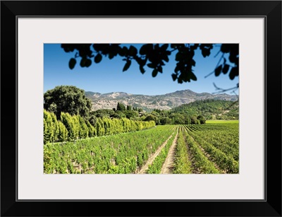 California, Napa Valley, Vineyard and hills