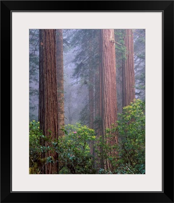 California, Redwoods National Park, Rhododendrons growing among Redwood trees