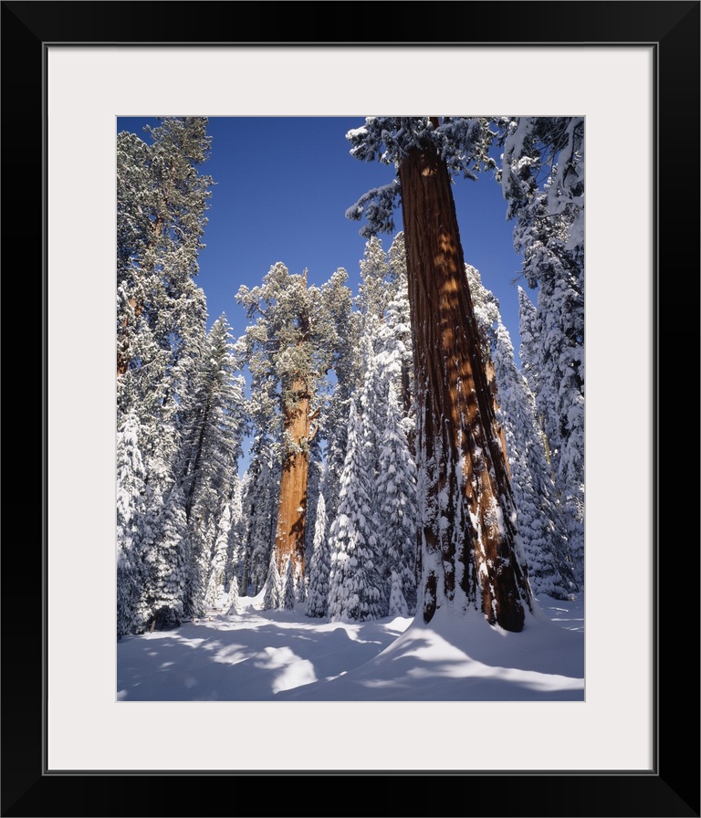 United States, USA, California, Sequoia National Park, General Sherman tree in the back covered in  fresh snow