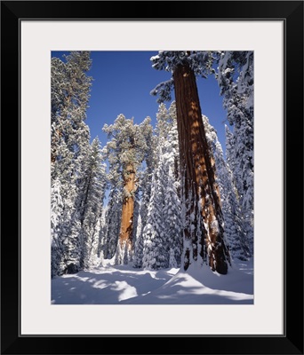 California, Sequoia National Park, General Sherman tree covered in fresh snow