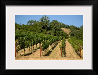 California, Sonoma, Sonoma vineyard