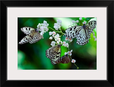 Common Tree Nymph Butterfly, (Idea stolli logani)
