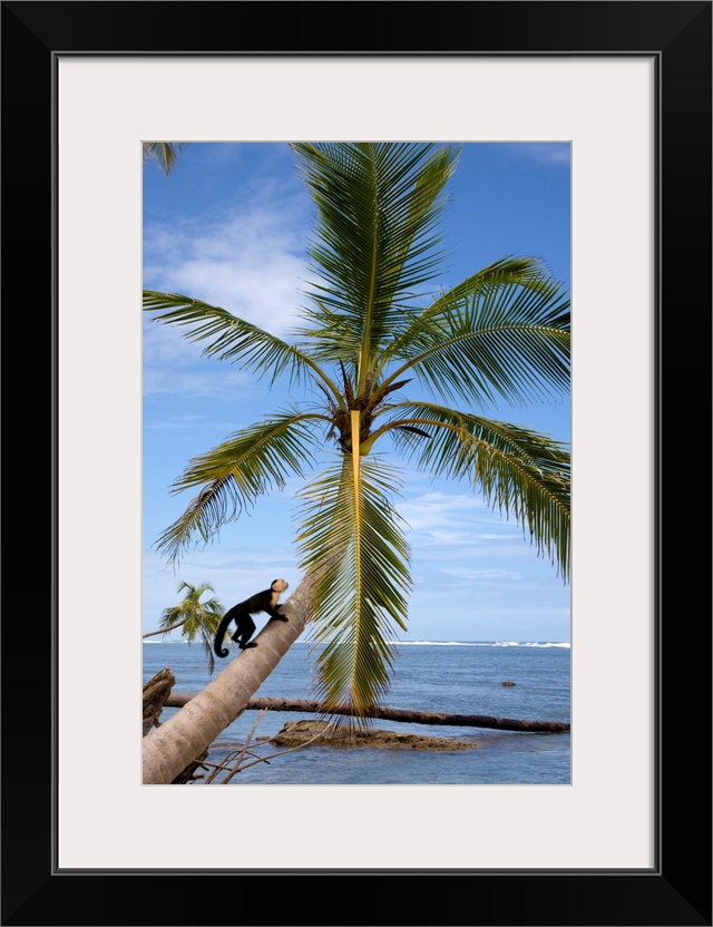 Costa Rica, Limon, Tropics, Cahuita National Park, Capuchin monkey in palm tree