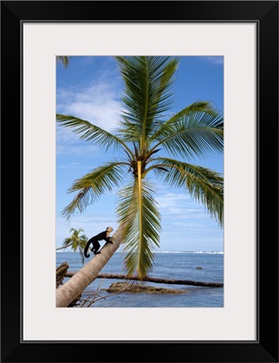 Costa Rica, Limon, Tropics, Cahuita National Park, Capuchin monkey in palm tree