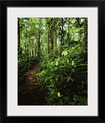Costa Rica,Braulio Carrillo National Park, Forest