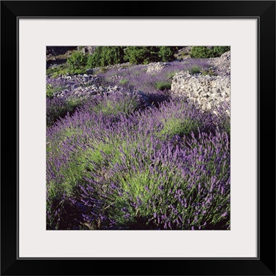 Croatia, Dalmatia, Hvar Island, Typical lavender fields