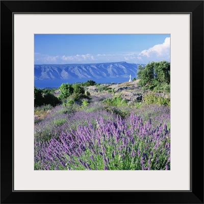 Croatia, Dalmatia, Hvar Island, Typical lavender fields towards Brac island