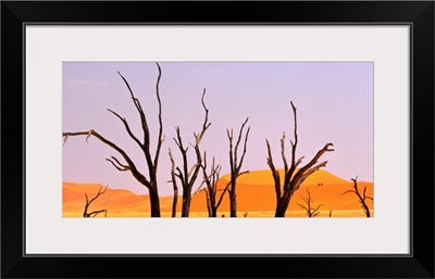 Dry tree in middle of desert, Namibia