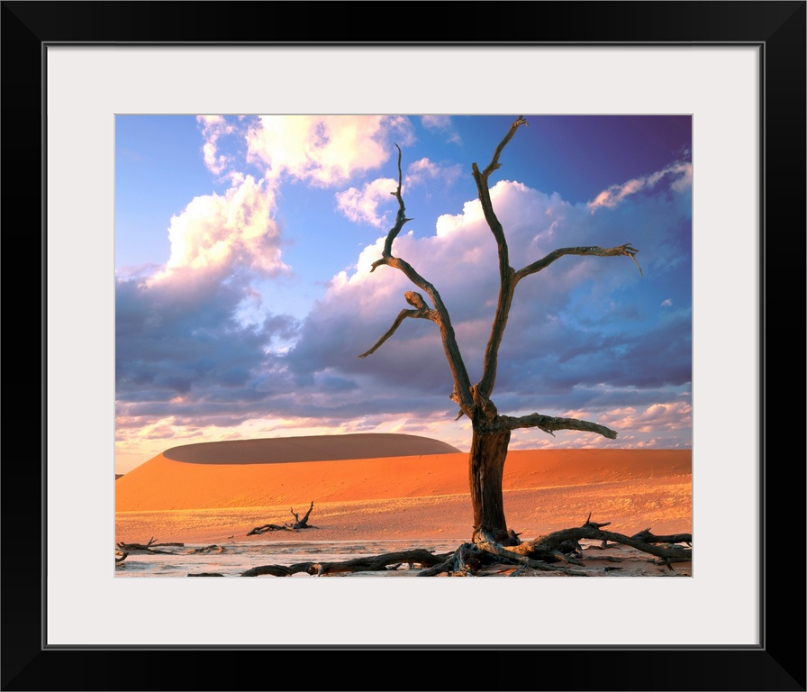 Dunes with tree, Namibia, Naukluft Park