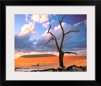 Dunes with tree, Namibia, Naukluft Park