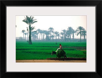 Egypt, North Africa, Man riding on donkey