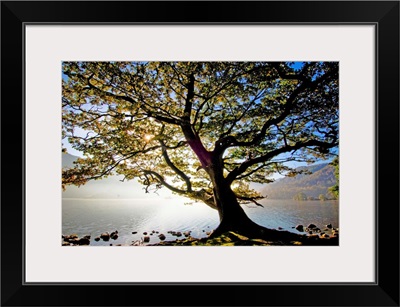 England, Cumbria, Great Britain, Lake District, Oak tree