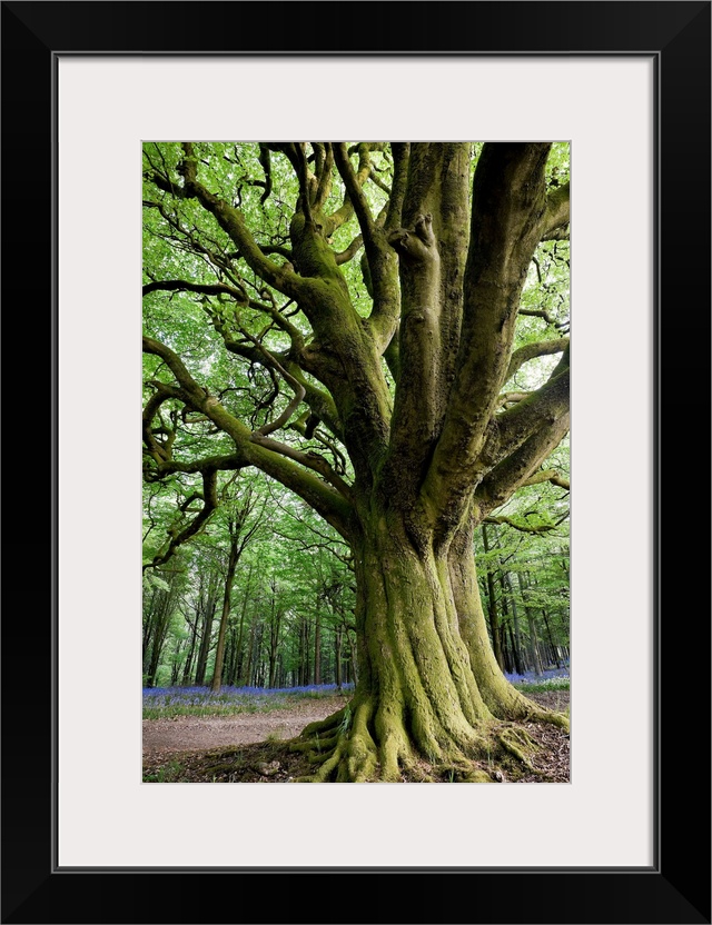 UK, England, Great Britain, Dorset, Bluebells in Bulbarrow Woods.