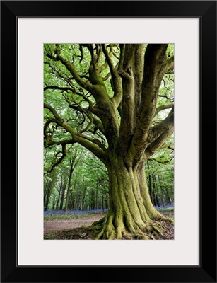 England, Dorset, Bluebells in Bulbarrow Woods