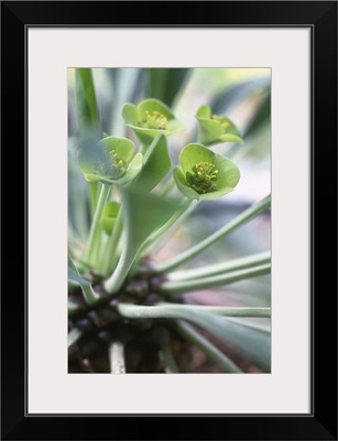 Euphorbia segueriana