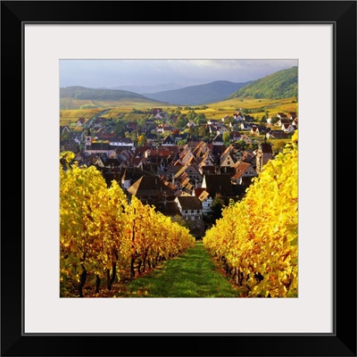France, Alsace, Riquewihr, Vineyard