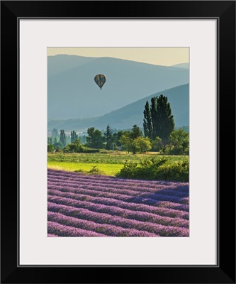 France, Banon, Hot Air Balloon Flying At Sunset Over Lavender Fields Near Valensole