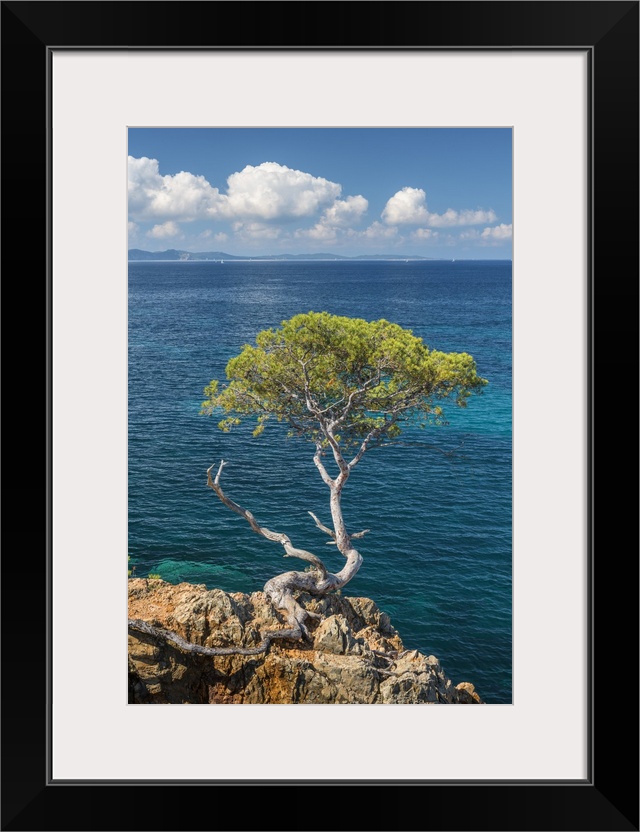 France, Provence-Alpes-Cote d'Azur, Bormes-les-Mimosas, Cote d'Azur, French Riviera, Var, Pine on rocky coast, Plage du Gr...