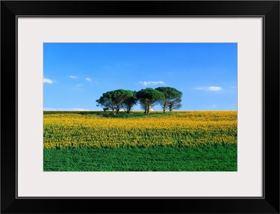 France, Midi-Pyrenees, Gers, sunflower field