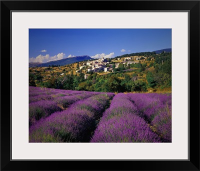 France, Provence-Alpes-Cote d'Azur, Aurel, Lavender fields