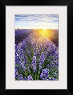 France, Provence-Alpes-Cote d'Azur, Provence, Valensole, Lavender field at sunset