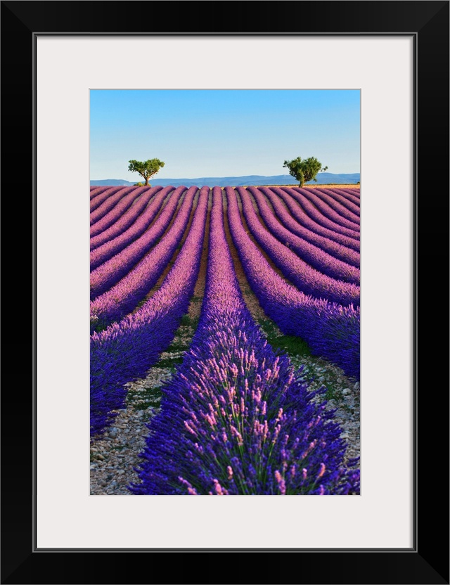 France, Provence-Alpes-Cote d'Azur, Provence, Valensole, Lavender fields near Valensole.