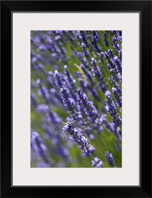 France, Provence-Alpes-Cote d'Azur, Sault, Lavender