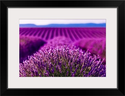 France, Provence-Alpes-Cote d'Azur, Valensole, Lavender field