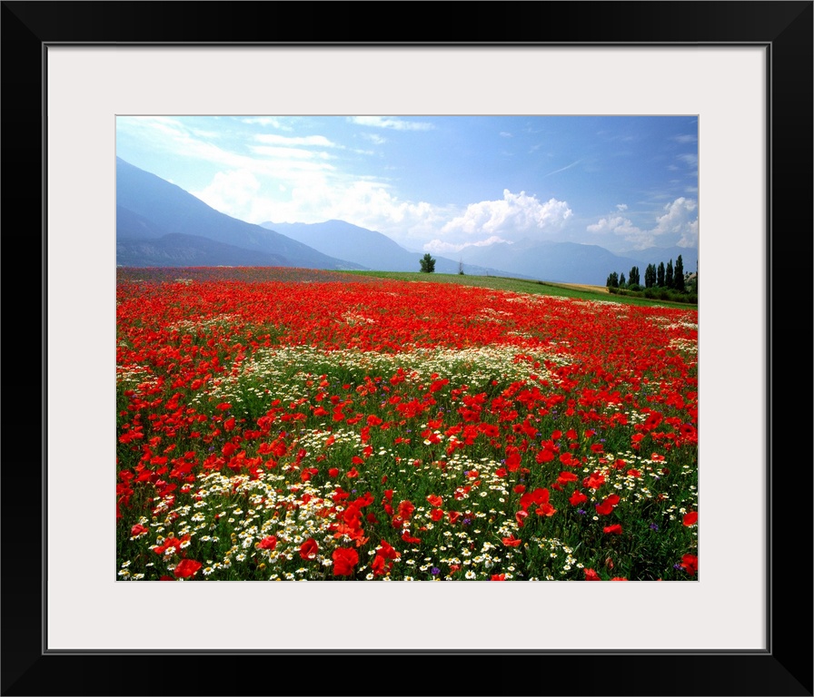 France, Provence, Meadow of poppies and daisies