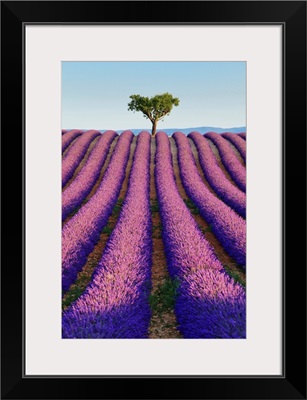 France, Provence, Valensole, Lavender Fields Near Valensole