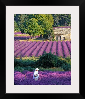 France, Provence, woman in lavender field
