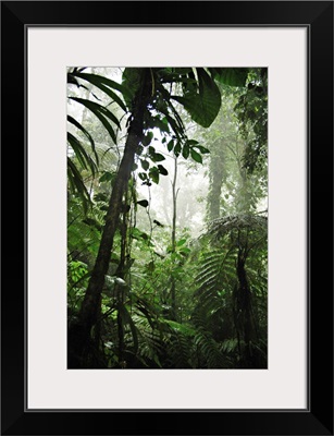 French Antilles, Caribbean, Guadeloupe National Park, La Soufriere rain forest