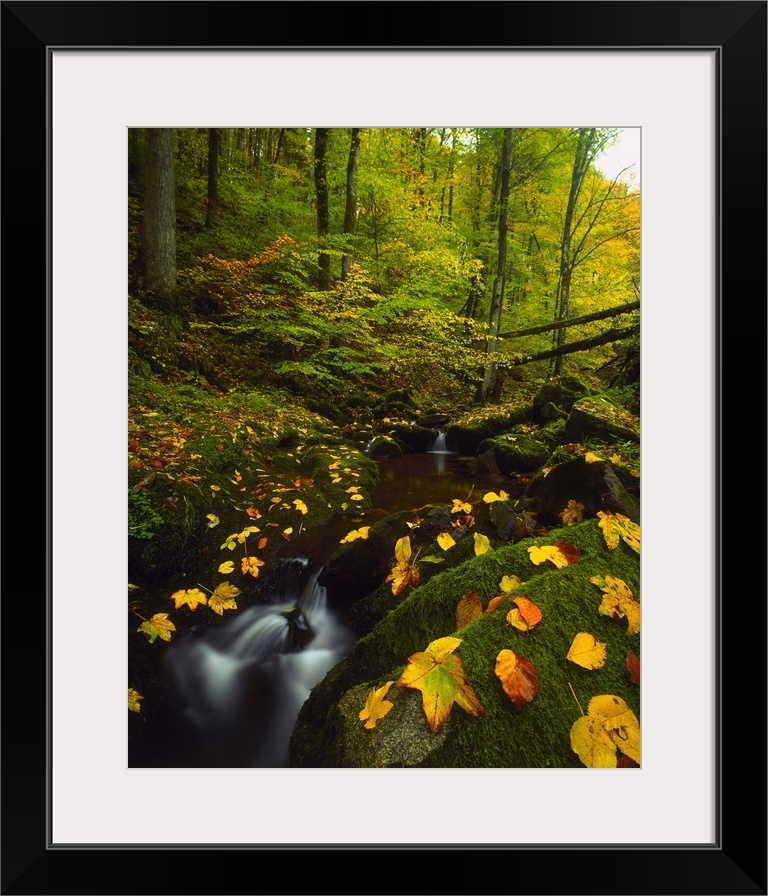 Germany, Baden-Wurttemberg, Black Forest, Stream