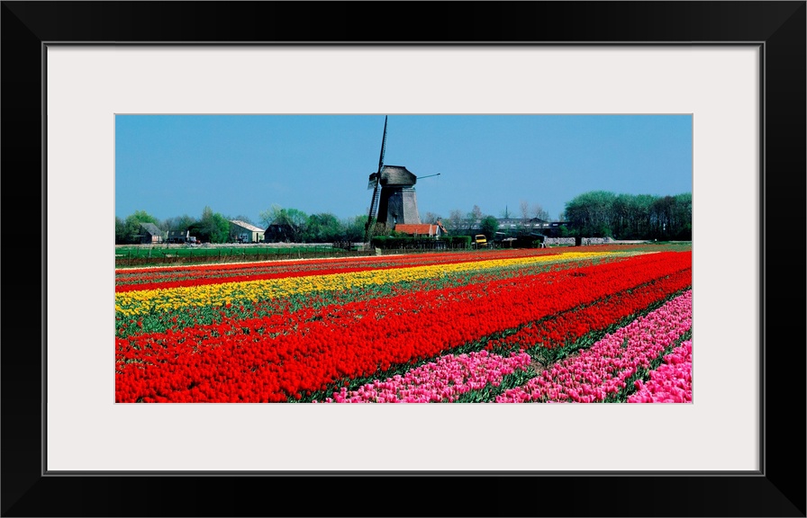 Holland, Tulip field