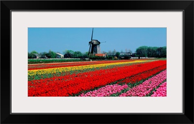 Holland, Tulip field