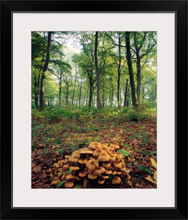 Honey Mushroom (Armillaria mellea)