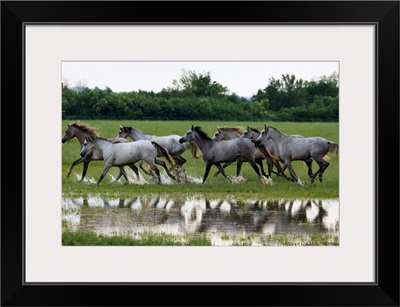 Hungary, Komarom-Esztergom, Babolna, Shagya Arab horses running