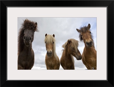 Iceland, Jokulsarlon, Vatnajokull National Park, Icelandic horses